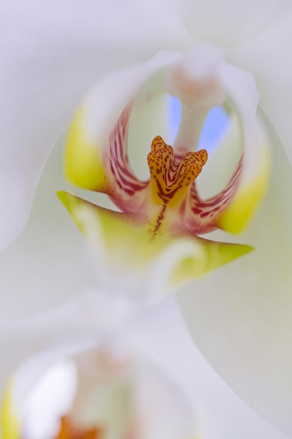 Close-up kwiat orchidei