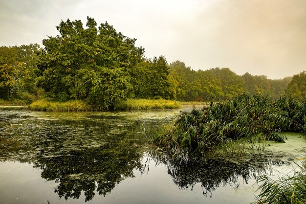 Cudowne spokojne jezioro otoczone drzewami i roślinami