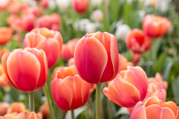 Bezpłatne zdjęcie czerwone pomara? czowe tulipany w kwietnik w springtime w rayong