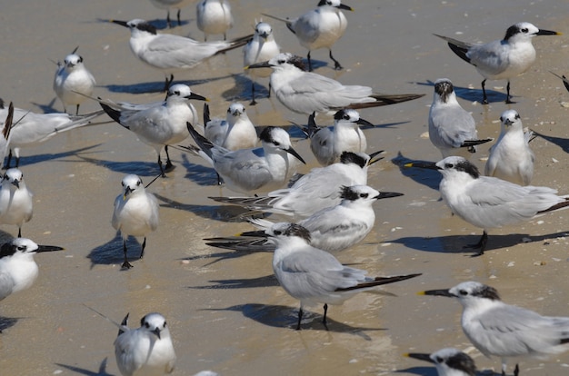 Bezpłatne zdjęcie duża grupa rybitw czubatych zebrała się na plaży.