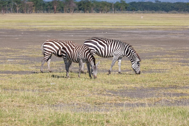 Bezpłatny plik Zdjęcie dwie zebry na łąkach w afryce. kenia