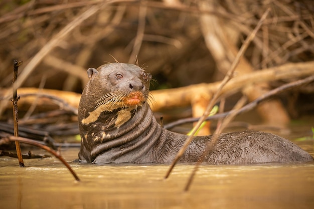 Gigantyczna wydra żerująca w naturalnym środowisku Dzika brazylia Dzika brazylijska Przyroda Bogata Pantanal Wódka Bardzo inteligentna istota Łowienie ryb