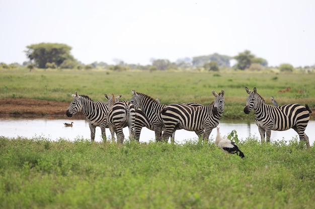 Bezpłatny plik Zdjęcie grupa zebry na brzegu rzeki w parku narodowym tsavo east, kenia, afryka