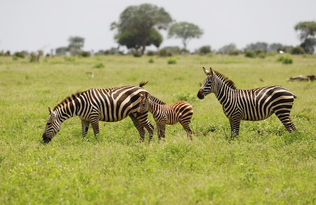 Bezpłatny plik Zdjęcie grupa zebry pasące się w parku narodowym tsavo east, kenia, afryka