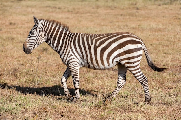 Bezpłatny plik Zdjęcie jedna zebra na łąkach, w afryce, kenii