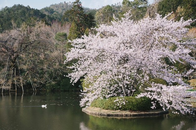 kaczka i duże drzewo sakura w basenie