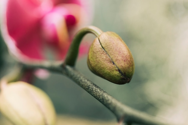 Krańcowy zakończenie moth orchidei pączek