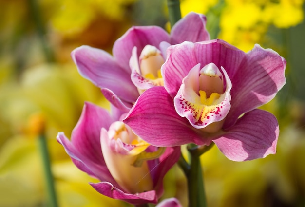 Kwiat orchidei cymbidium