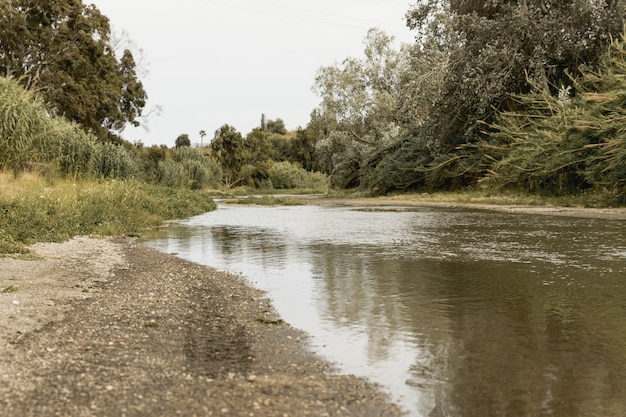 Las w pobliżu krajobrazu rzeki