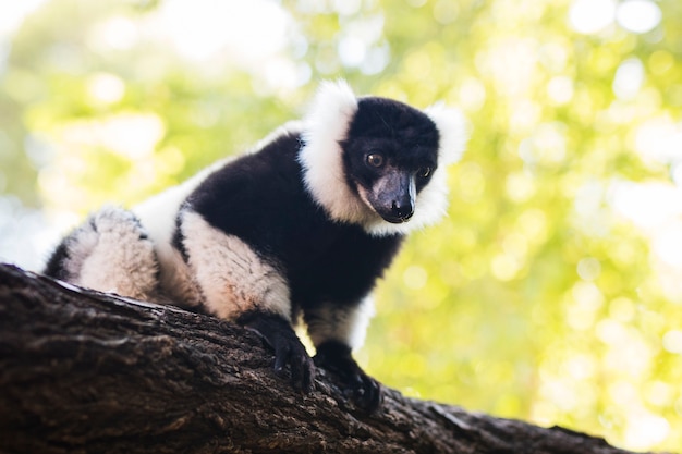 Bezpłatne zdjęcie lemur