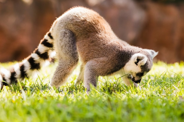 Bezpłatne zdjęcie lemur