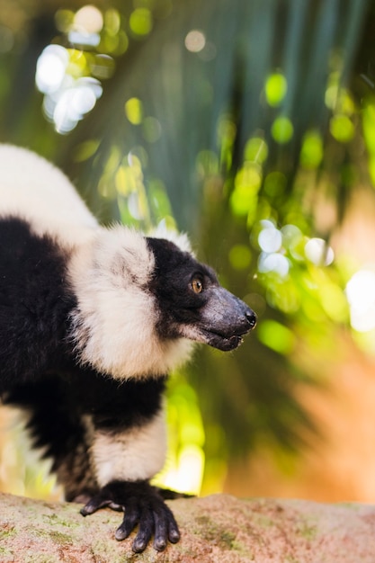 Bezpłatne zdjęcie lemur