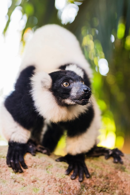 Bezpłatne zdjęcie lemur