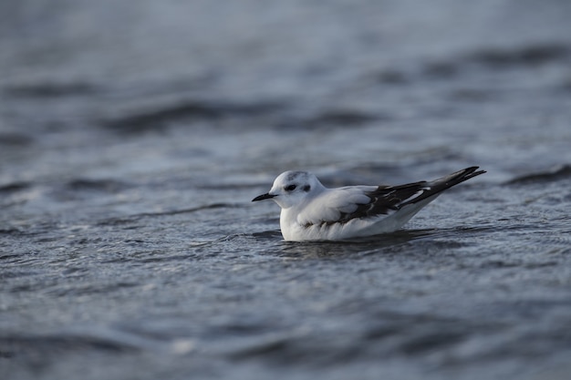 Bezpłatne zdjęcie mały frajer, hydrocoloeus minutus, larus minutus,