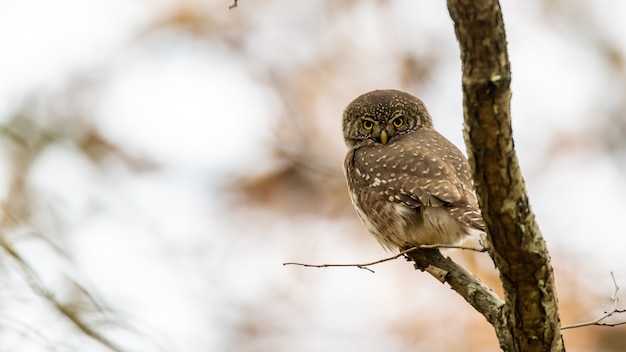 Bezpłatny plik Zdjęcie na gałęzi siedzi sóweczka zwyczajna (glaucidium passerinum), najmniejsza sowa w europie.