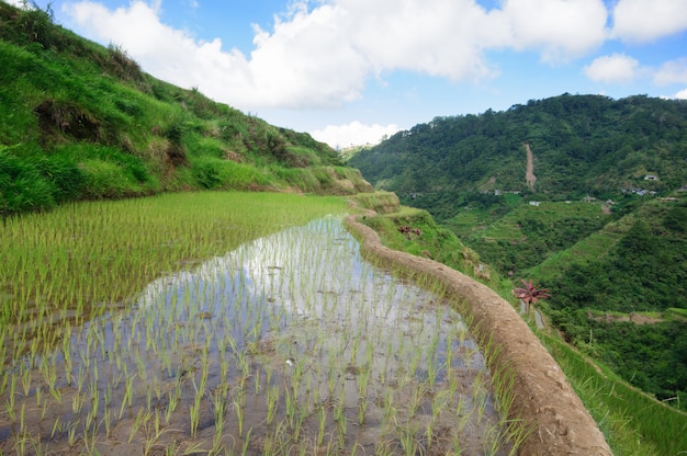 Bezpłatne zdjęcie piękna sceneria tarasów ryżowych banaue, prowincja ifugao, filipiny