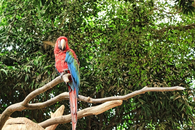 Bezpłatne zdjęcie piękna wdzięczna czerwona ara przysiada na gałęzi drzewa w zoo