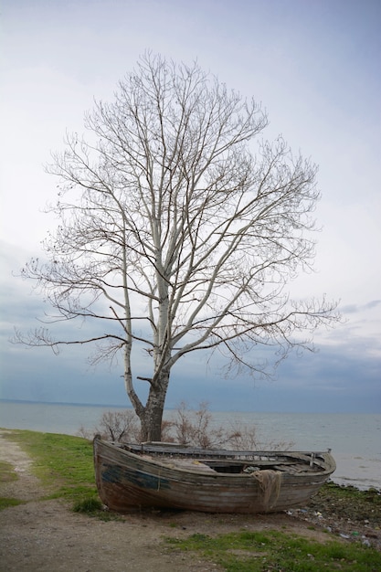 Bezpłatne zdjęcie piękne ujęcie starej drewnianej łodzi pod nagim drzewem w pobliżu oceanu