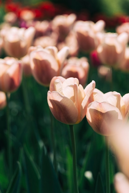 Bezpłatne zdjęcie piękny tulipan kwitnie narastającego ogród botanicznego