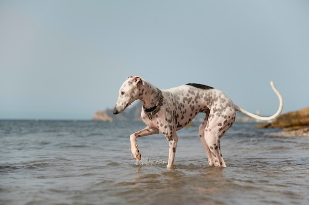 Bezpłatny plik Zdjęcie pies bawi się na plaży