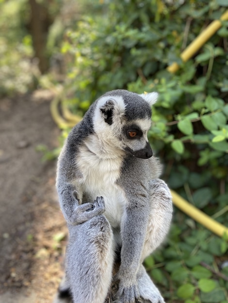 Bezpłatne zdjęcie pionowe ujęcie słodkiego lemura katta grającego na gałęzi drzewa w parku