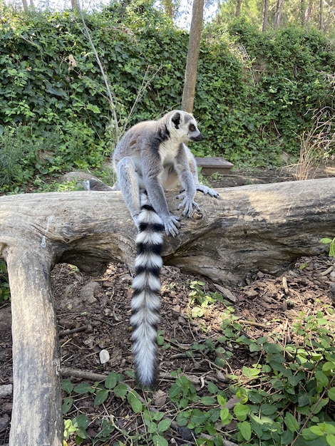 Bezpłatne zdjęcie pionowe ujęcie słodkiego lemura katta grającego na gałęzi drzewa w parku