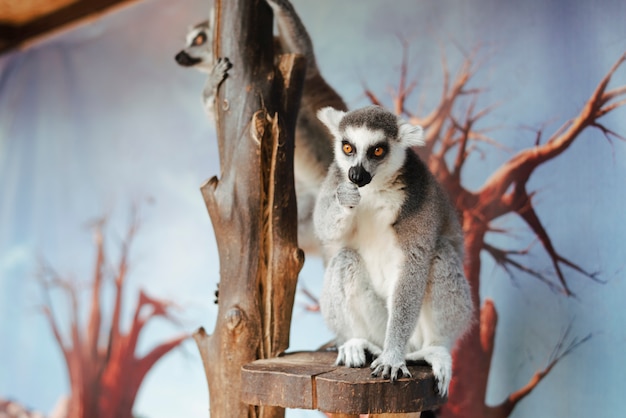 Bezpłatne zdjęcie portret ogoniasty lemur na drzewie w zoo