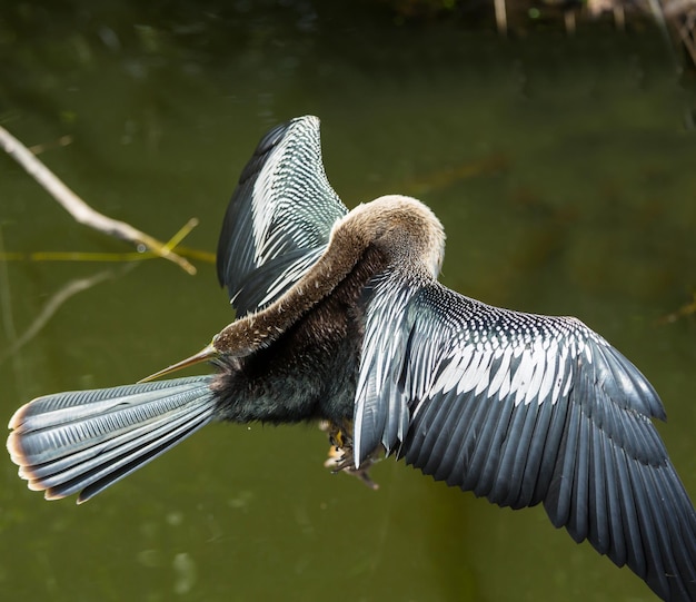 Bezpłatne zdjęcie ptak w everglades