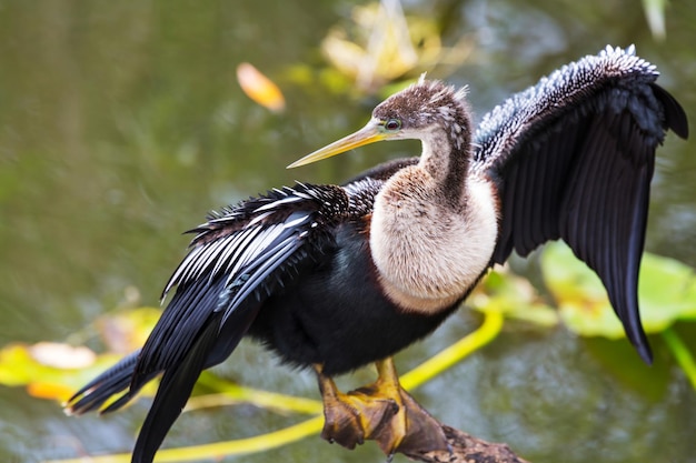 Bezpłatne zdjęcie ptaki everglades