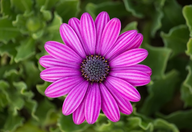 Bezpłatne zdjęcie purpurowy osteospermum daisy kwiat