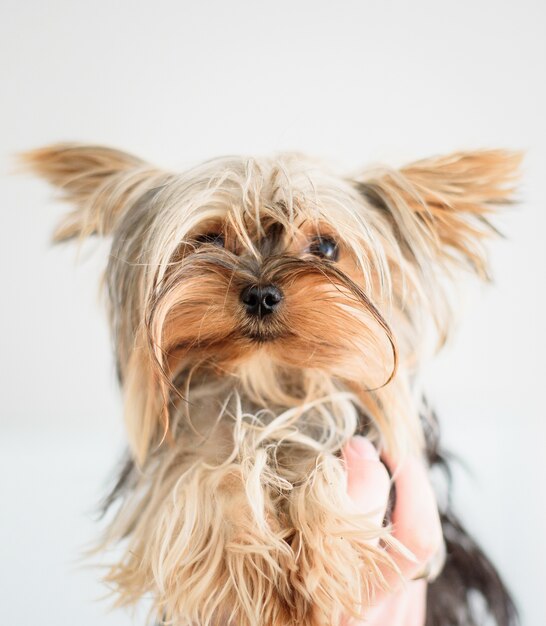 Puszysty Yorkshire Terrier trzymający na białym tle