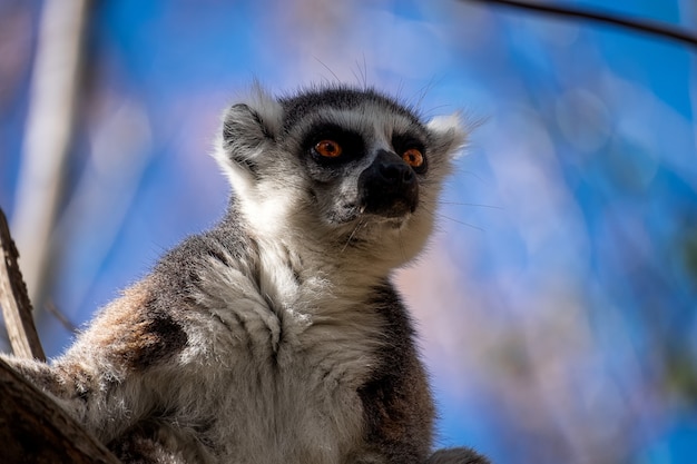 Bezpłatne zdjęcie ringtailed lemur z zdziwioną twarzą na zamazanym tle