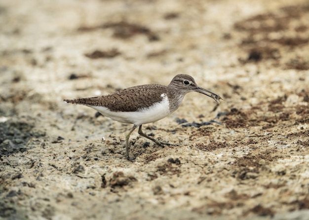 Bezpłatne zdjęcie sandpiper, actole hypoleucos