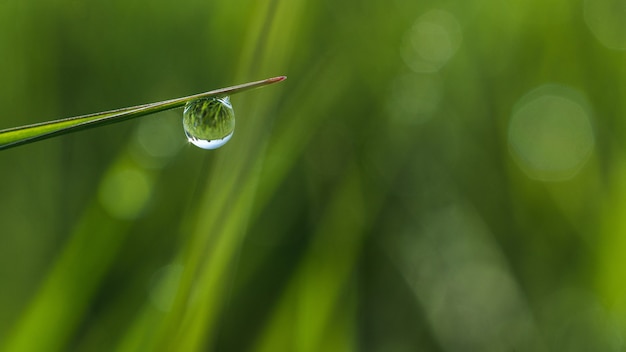 Bezpłatne zdjęcie shallow fokus bliska strzał kropli rosy na trawie z bokeh