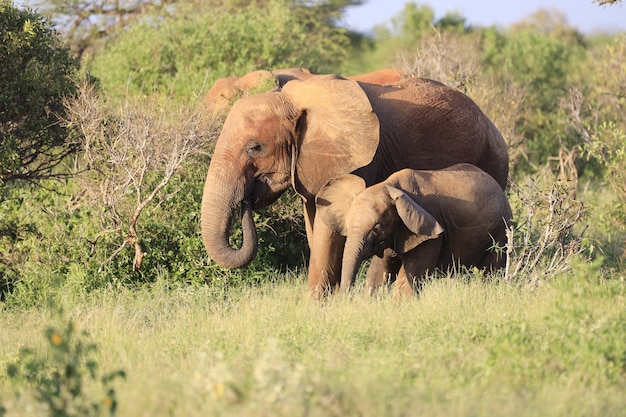 Bezpłatne zdjęcie słonie stojące obok siebie w parku narodowym tsavo east w kenii