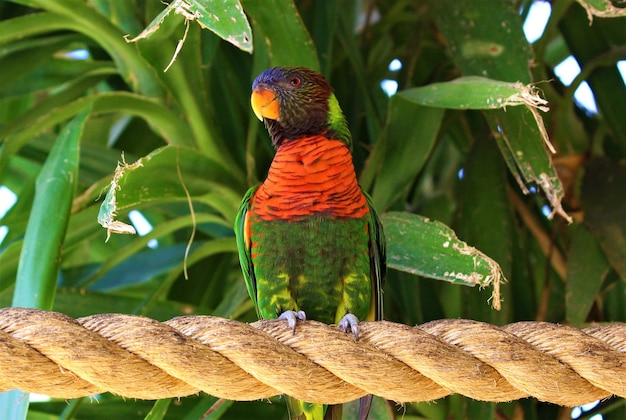 Bezpłatne zdjęcie strzał zbliżenie lorikeet czerwony kołnierz stojący na linie otoczony zielenią w słońcu