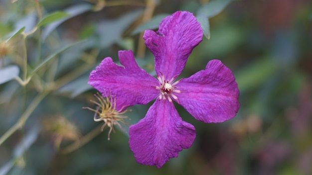 Bezpłatne zdjęcie strzał zbliżenie purpurowy gilliflower