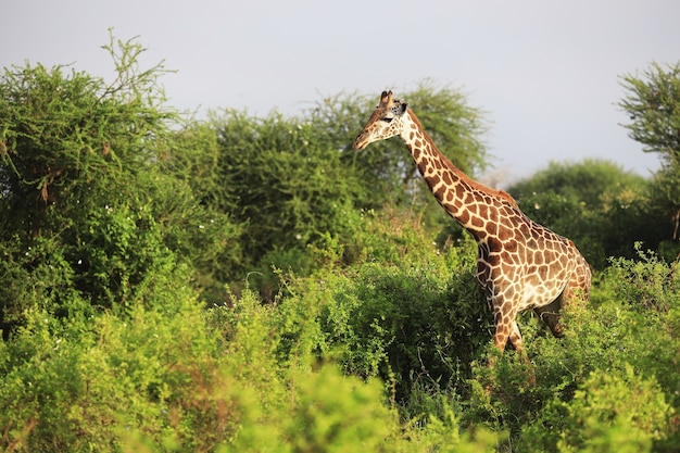 Bezpłatne zdjęcie szeroki kąt strzału żyrafy masai obok drzew w parku narodowym tsavo east, kenia, afryka