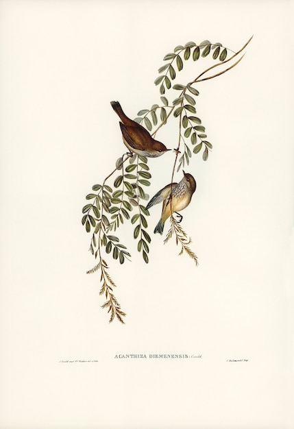 Bezpłatne zdjęcie tasmanian acanthiza (acanthiza diemenensis) zilustrowana przez elizabeth gould