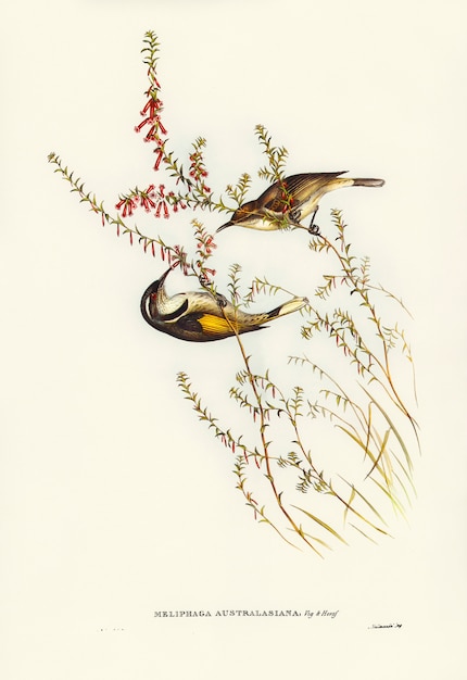 Bezpłatne zdjęcie tasmanski miód-zjadacz (meliphaga australasiana) zilustrowany przez elizabeth gould