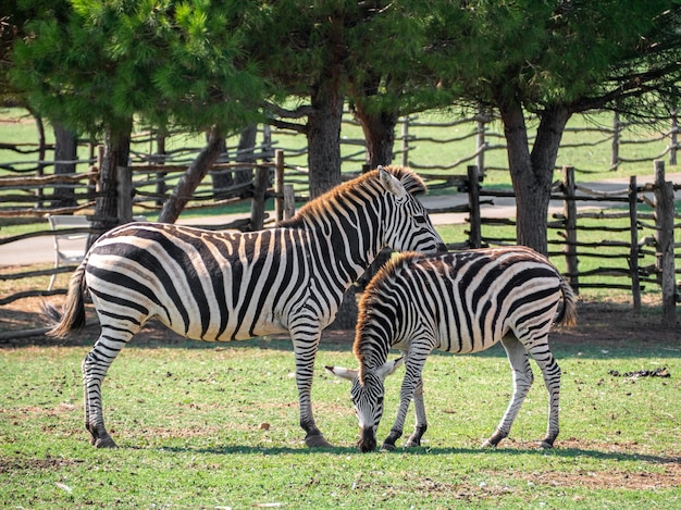 Bezpłatny plik Zdjęcie widok dwóch zebr w zoo z drewnianym płotem na powierzchni