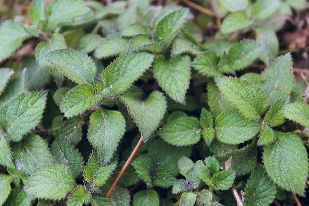 Bezpłatny plik Zdjęcie ? wie? e zielone leaves.green tle z li ?? mi.