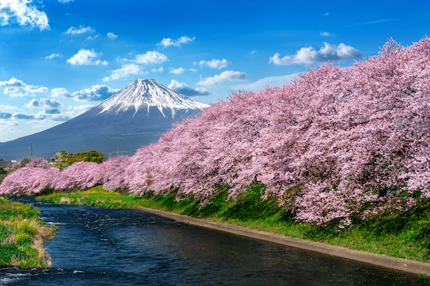 Wiersz kwitnącej wiśni i góra Fuji wiosną, Shizuoka w Japonii.