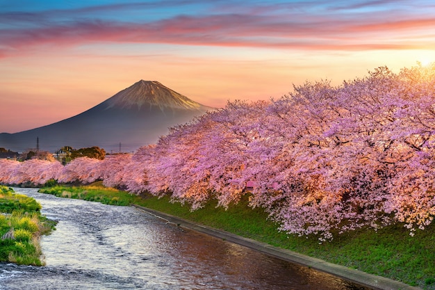 Bezpłatne zdjęcie wiśniowe kwiaty i góra fuji wiosną o wschodzie słońca, shizuoka w japonii.