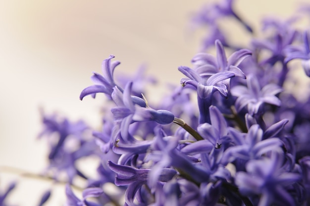 Bezpłatne zdjęcie wspólne holenderski ogród hiacyntowy (hyacinthus orientalis) zamknij w górę. hyacinthus orientalis makro kwiaty, ogród hiacyntowy bulw, bokeh tle. kwiat hyacinthus na białym tle