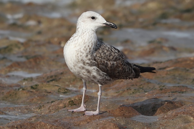 Bezpłatne zdjęcie zbliżenie młodocianej mewy śmieszki (larus marinus)