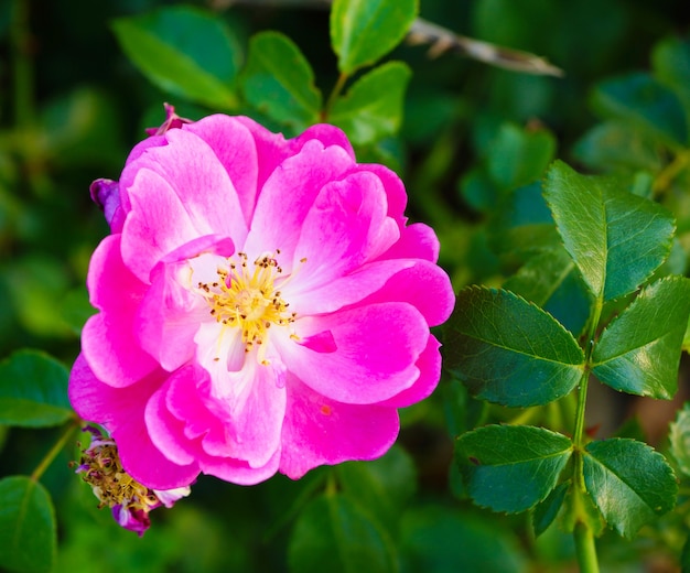 Bezpłatne zdjęcie zbliżenie różowy rosa gallica otoczony zielenią na polu w świetle słonecznym w ciągu dnia