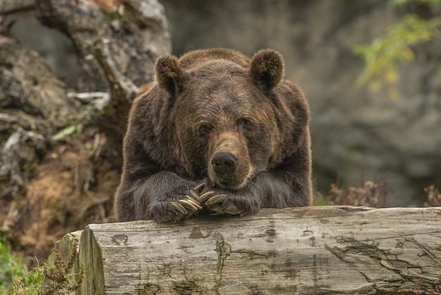 Bezpłatne zdjęcie zbliżenie strzał grizzly niedźwiedź kłaść na drzewie