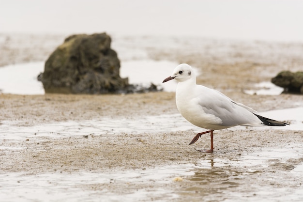 Bezpłatne zdjęcie zbliżenie strzał mewa na plaży