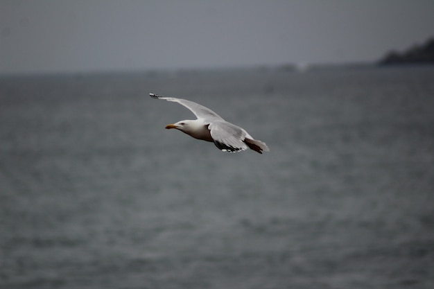 Bezpłatny plik Zdjęcie zbliżenie strzelał seagull latająca depresja nad poziomem morza